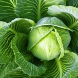 Junski beli kupus: kada saditi rasad